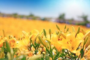 大阪舞洲ゆり園18の割引券の印刷ができる 見頃や開花状況とヘリコプター情報 わんまぽ